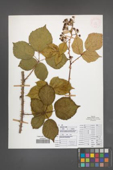 Rubus nemoralis [KOR 51996]