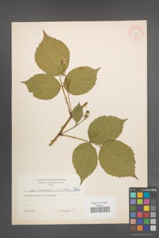 Rubus nemoralis [KOR 5841]