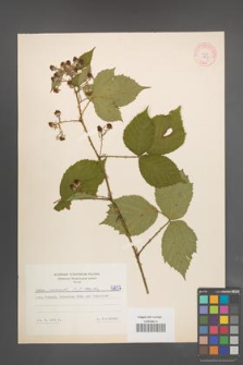 Rubus nemoralis [KOR 5837]