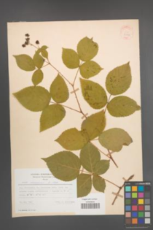 Rubus nessensis [KOR 30802]