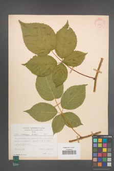 Rubus nessensis [KOR 30768]