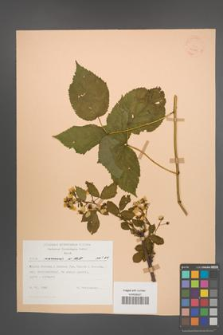 Rubus nessensis [KOR 22785]
