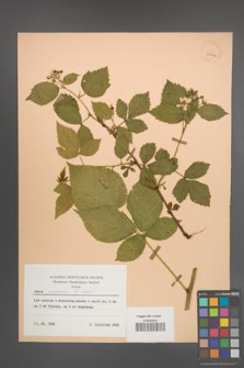 Rubus nessensis [KOR 30022]
