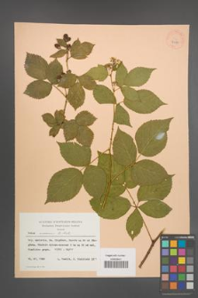 Rubus nessensis [KOR 27080]