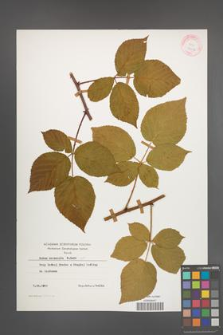 Rubus nessensis [KOR 24695]