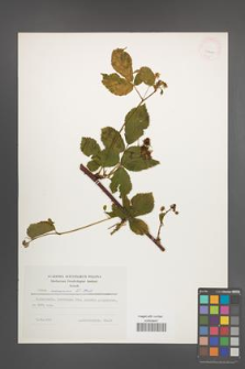 Rubus nessensis [KOR 25200]