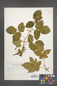 Rubus nessensis [KOR 25232]