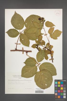 Rubus nessensis [KOR 30019]