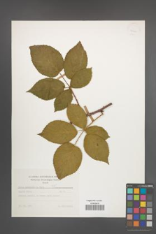 Rubus nessensis [KOR 25605]