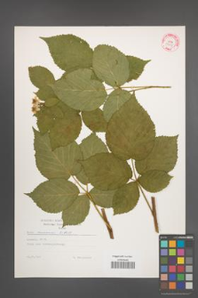 Rubus nessensis [KOR 29235]
