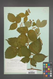 Rubus nessensis [KOR 23741]