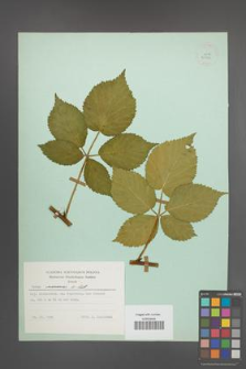 Rubus nessensis [KOR 23885]