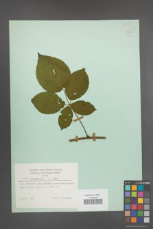Rubus nessensis [KOR 23886]