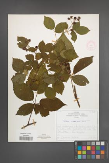 Rubus nessensis [KOR 51923]