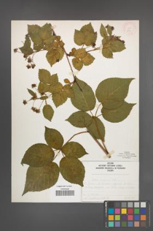 Rubus nessensis [KOR 51951]