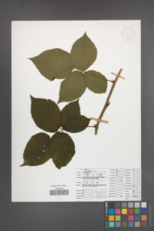 Rubus nessensis [KOR 51954]