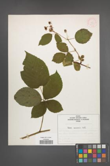 Rubus nessensis [KOR 51955]