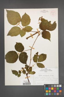Rubus nessensis [KOR 54062]