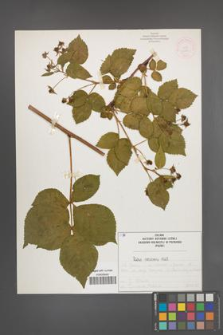 Rubus nessensis [KOR 51950]