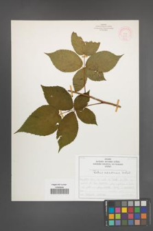 Rubus nessensis [KOR 51948]