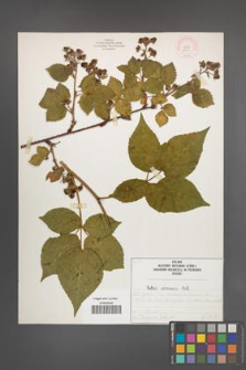 Rubus nessensis [KOR 51947]