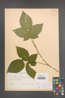 Rubus nessensis [KOR 8358]