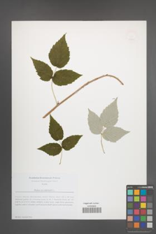 Rubus occidentalis [KOR 49929]