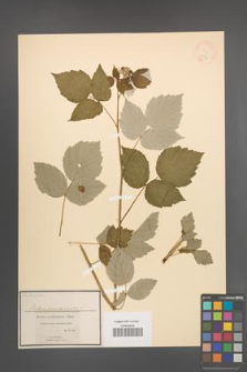 Rubus occidentalis [KOR 18534]