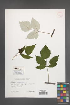 Rubus occidentalis [KOR 39920]