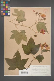 Rubus odoratus [KOR 36389]