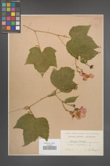 Rubus odoratus [KOR 36390]
