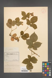 Rubus oreogeton [KOR 18529]