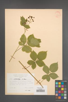 Rubus orthostachys [KOR 30738]
