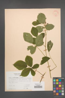 Rubus orthostachys [KOR 30718]