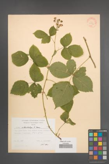 Rubus orthostachys [KOR 30726]