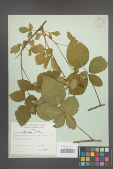 Rubus orthostachys [KOR 30737]