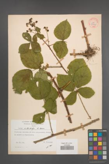 Rubus orthostachys [KOR 34772]