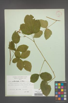Rubus orthostachys [KOR 30716]