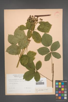 Rubus orthostachys [KOR 22956]