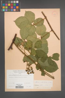 Rubus orthostachys [KOR 22938]