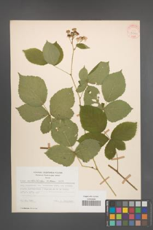 Rubus orthostachys [KOR 30711]
