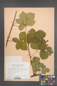 Rubus orthostachys [KOR 22761]