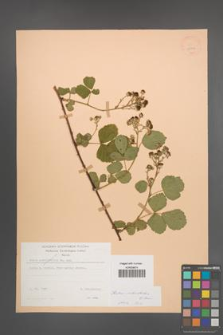 Rubus orthostachys [KOR 22942]
