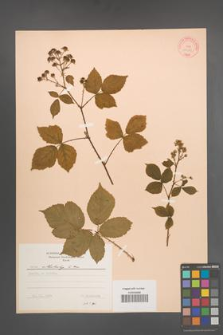 Rubus orthostachys [KOR 10581]