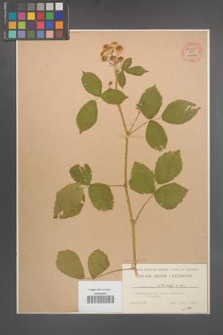 Rubus orthostachys [KOR 54065]