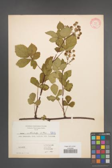 Rubus orthostachys [KOR 5813]