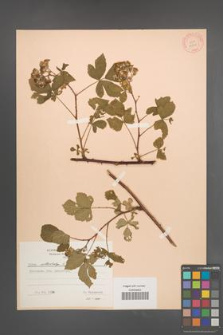 Rubus orthostachys [KOR 10618]