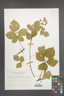 Rubus orthostachys [KOR 24368]