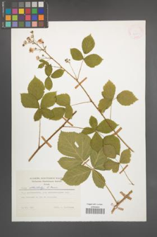 Rubus orthostachys [KOR 24369]