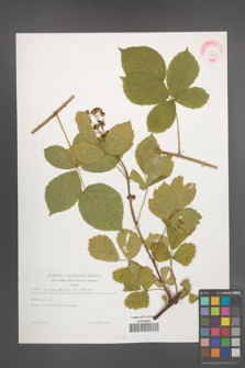 Rubus orthostachys [KOR 29248]